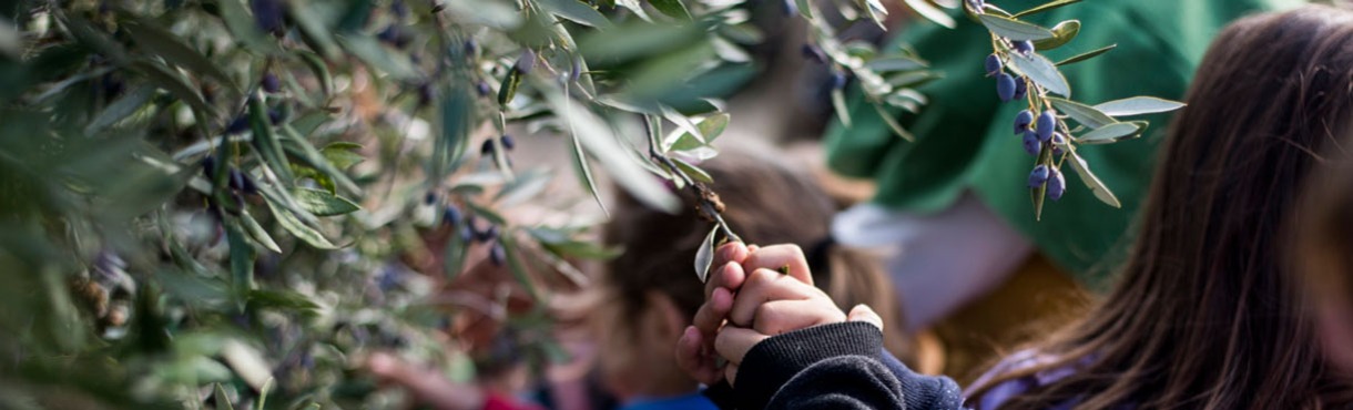 Πρώτη Κυριακή Νοεμβρίου στο Κτήμα Κοκοτού 