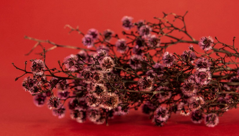 Μη με λησμόνει 